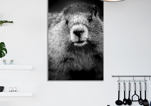 Tableaux personnalisés  Portrait de marmotte