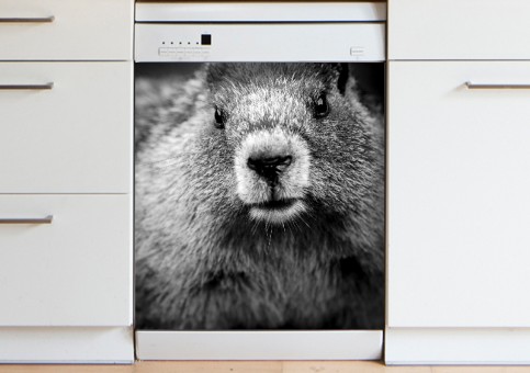 Magnet XXL Portrait de marmotte