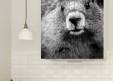 Magnet XXL Portrait de marmotte