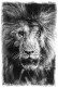 Habillage de porte Portrait lion